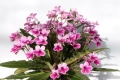 Caitlin.webp