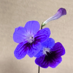 Spirit /Stella, Targa/