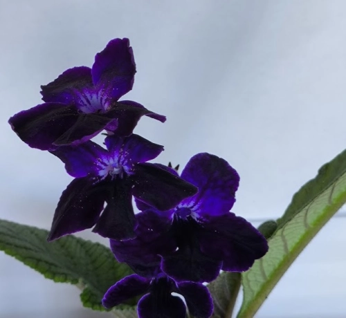 Black Gardeniaa.jpg