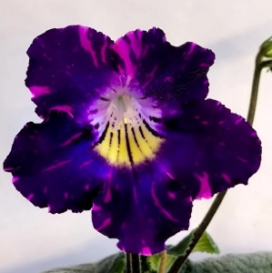 PK-Czaruś