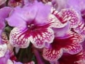 Harlequin Rose