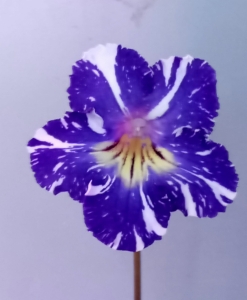 PK-Cymes