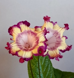 DS-Bomboane