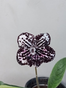 UA- Orchidea