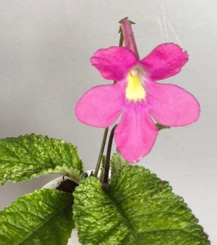 Dal's Pollara Balleta.jpg