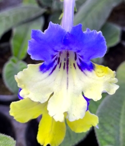 Harlequin Blue