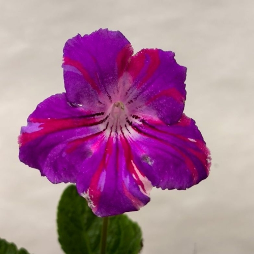 ds-caleidoscopa.jpg