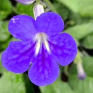 Margaret 