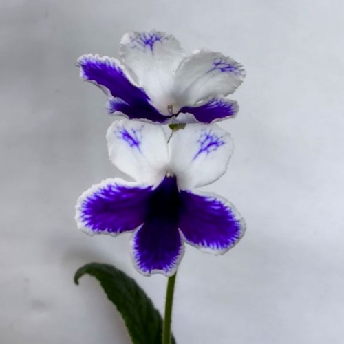 DS-MarionA.jpg