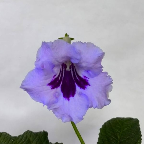 Blue Marsa.jpg