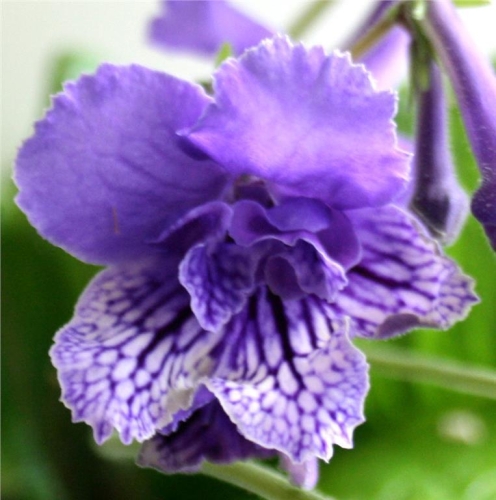 blue frills.jpg